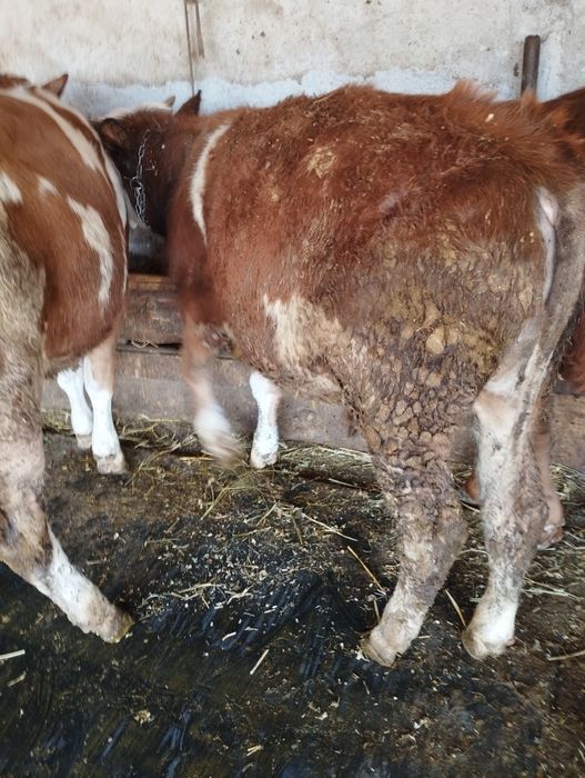 Vând tauras de 8 luni