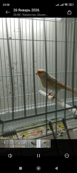 Канарейка сатинет