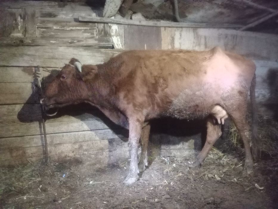 Bug‘o‘z 3-QORIN 6 oylik.