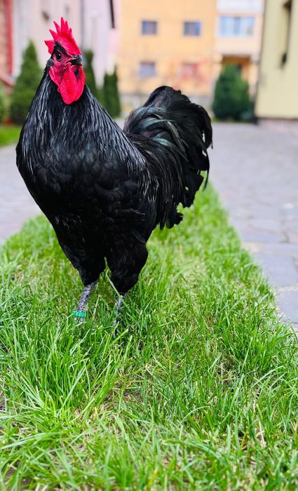 Ouă de incubat, pui australorp