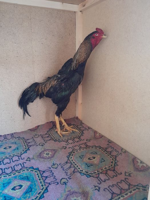 10 oyli bold oladganla bemalol olaqaga chkvurila