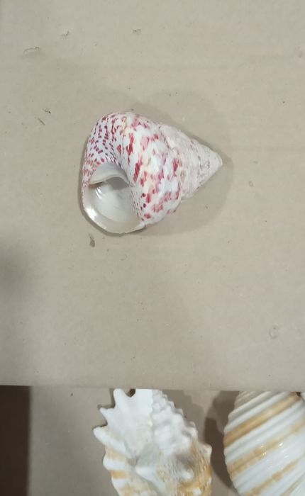 Ракушки для аквариума