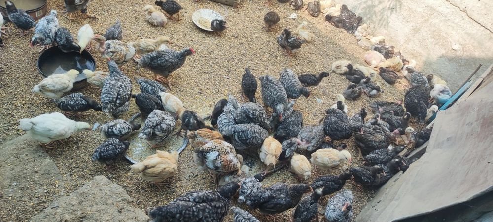 Vand pui crescuți Bio 35 lei bucata