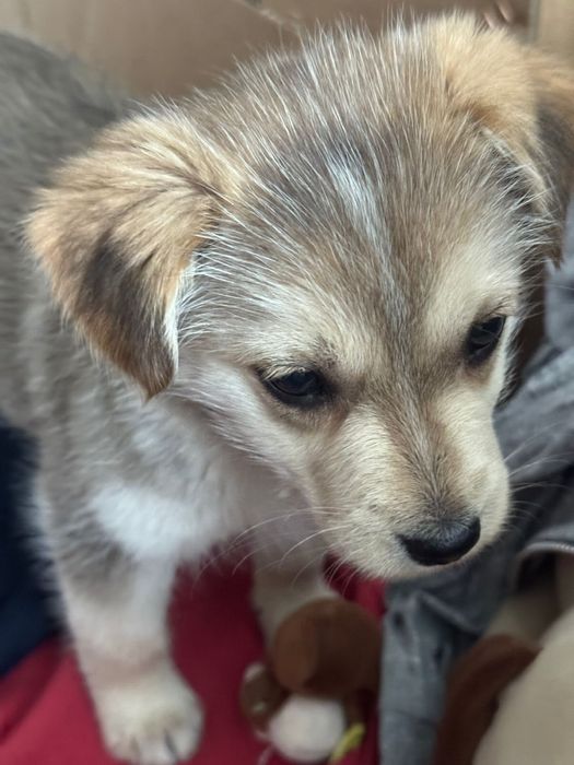 Щенок в хорошие руки щенки