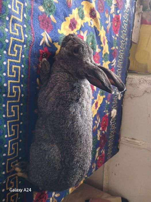 Куёнлар сотилади