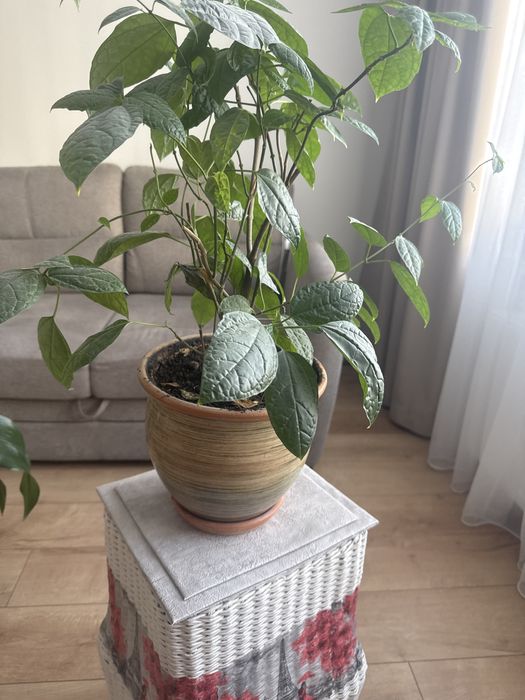 Продам клеродендрум