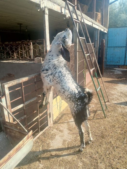 Pokiston Echkisi Sotiladi yoshi 2 yosh erkak.