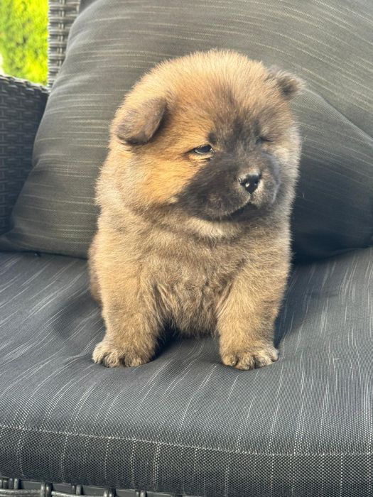 Chow Chow femela