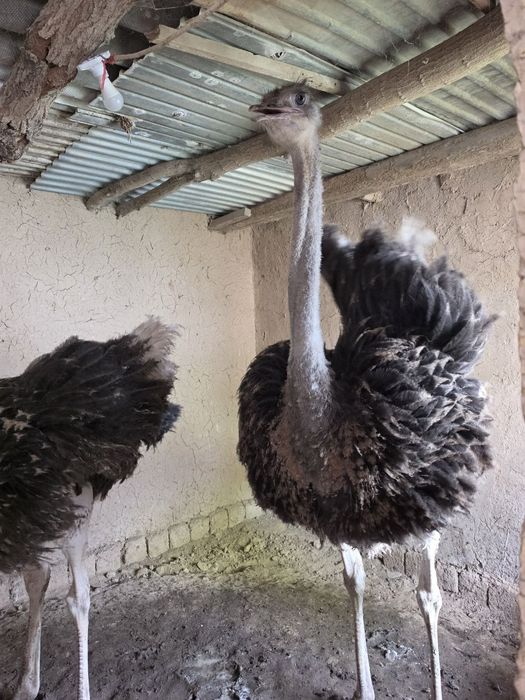 Tuya qushlar sotiladi 1.400$ yana kelishiladi 2tovuq 1ta Xoroz 9 oyli