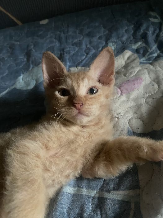 Продам котенка сфинкса