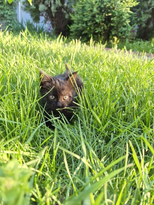 Котёнок, девочка