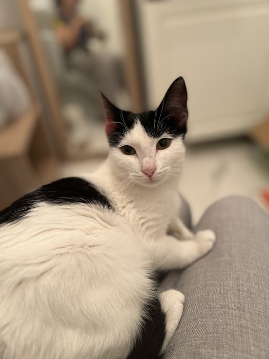 Котенок в добрые руки