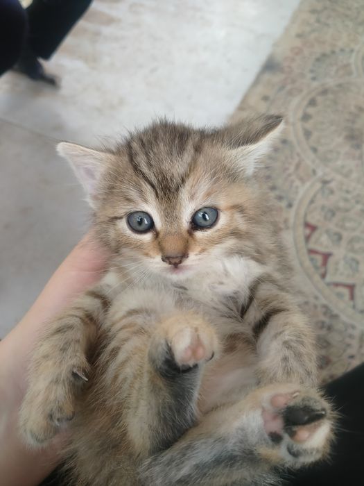 Котёнки, пушистый