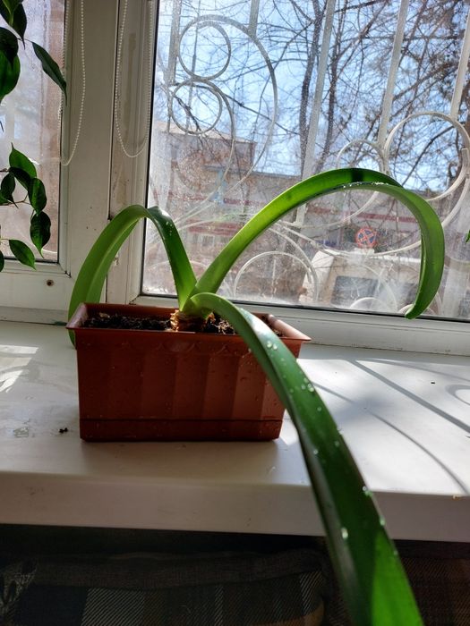 Продам фикус и лилию