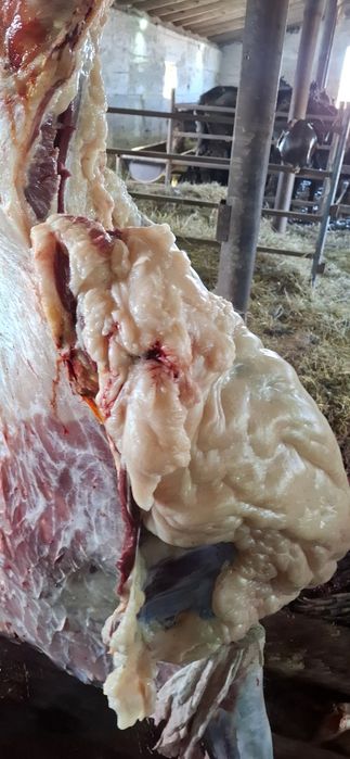 Конина продажа байтал ту бие