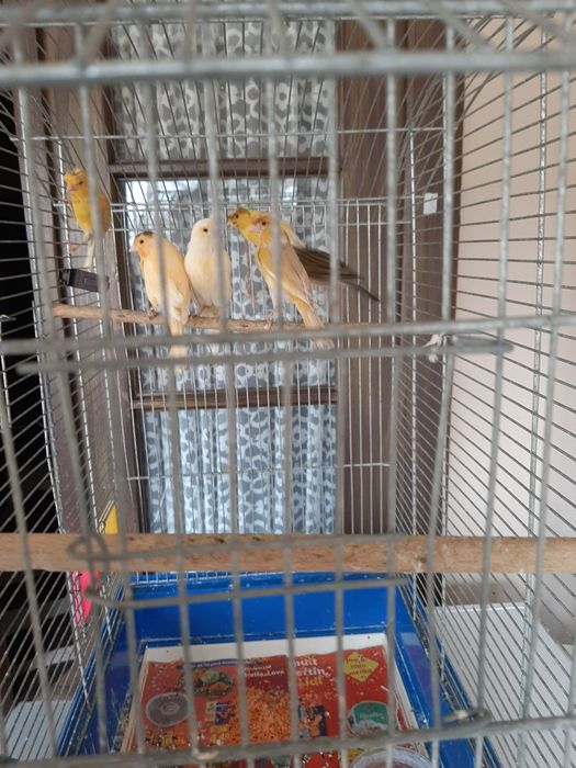 Vând canari 6 buc