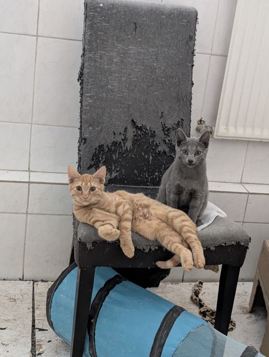 Pisoi / motanel / pisica de 4 luni