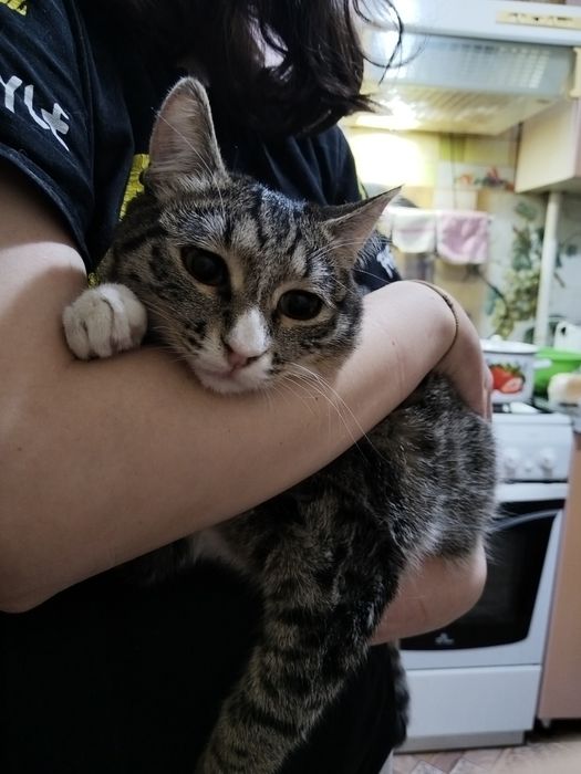 Котик ищет дом. Кастрирован.