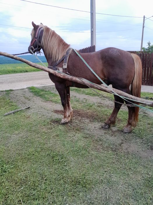 Vând armăsar de 5 anii