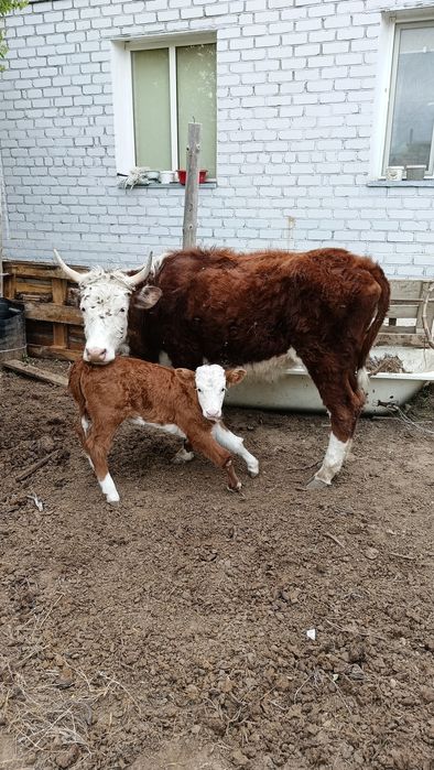 Бұзаулы сиыр сатылады.