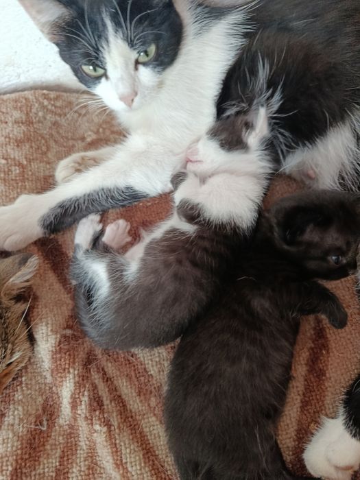 Отдам котят в хорошие руки