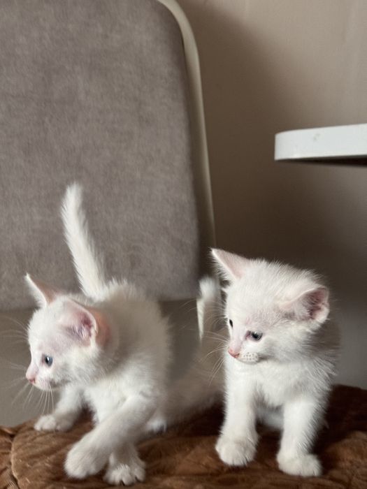 Отдаем котят в хорошие руки