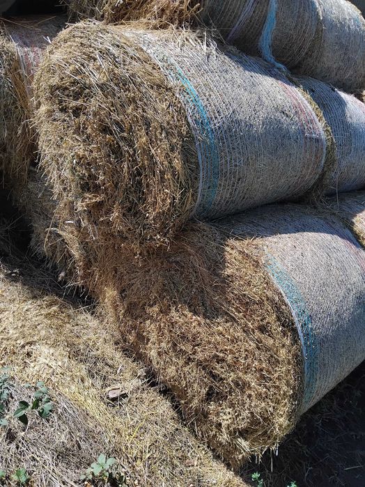 Vând Baloti LUCERNA