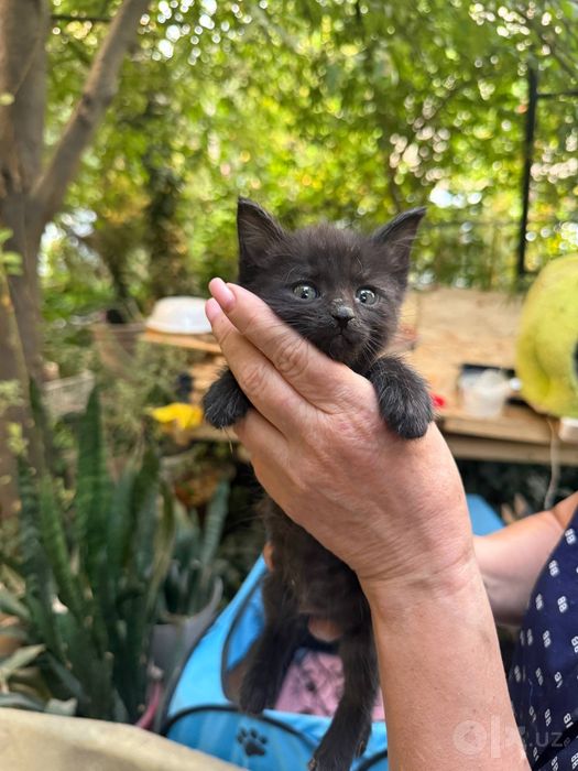 Милым котятам нужен новый дом