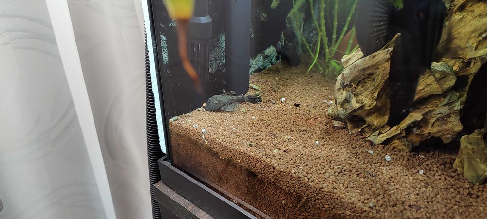 Продавам малки черни Молинезии и няколко средно големи Анцистроси