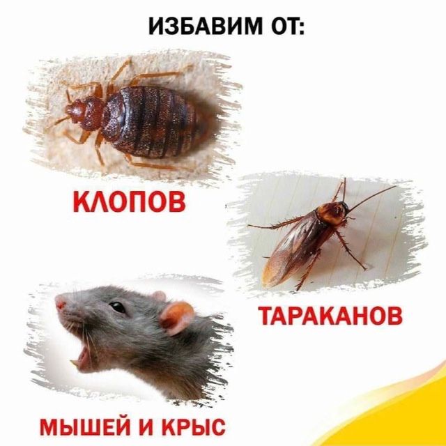 Дезенфекция дизенфекция дезинфекция дизинфекция dizinfeksiya