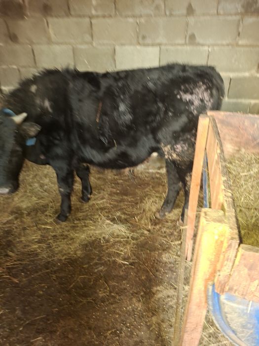 Продам телку и бычок