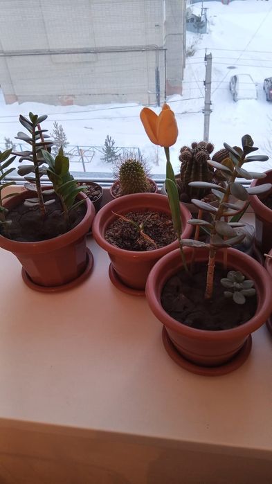 Продам Комнатные цветы