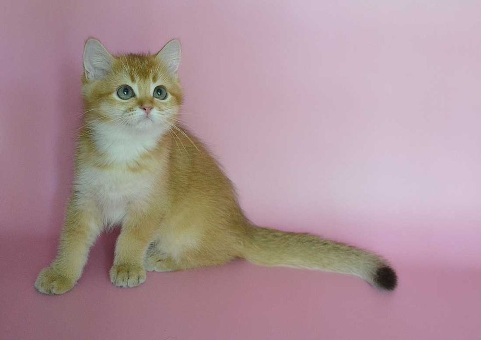 британский котик эксклюзив окрас
