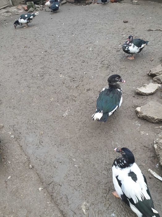 Vand rațe leșești mute+rățuște mici