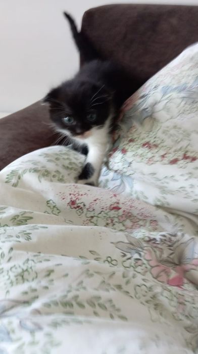 Отдам в добрые руки котят