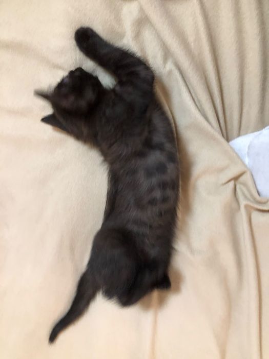 Отдам котёнка бесплатно