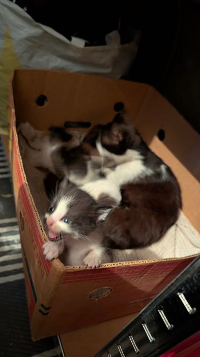 Подарявам котенца
