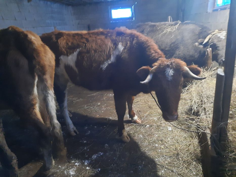 Сатылады қашар сүтті тұқым немесе ауыстырам соятын малға