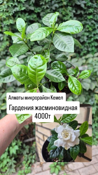 Комнатные растения