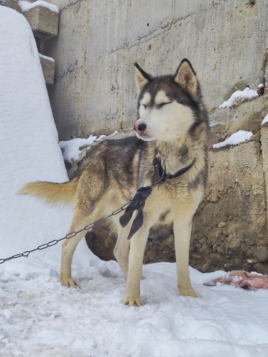 Собака Хаски девочка