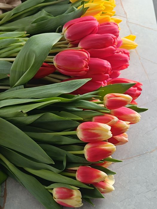 Тюльпан Крупный бутон