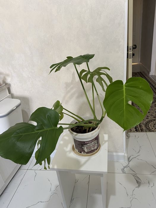 Өзіміз колдан өсірген гулдер