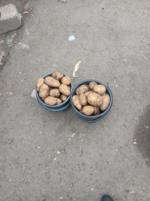 Картошка домашняя