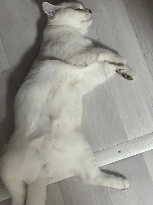 Дарю кота шиншила