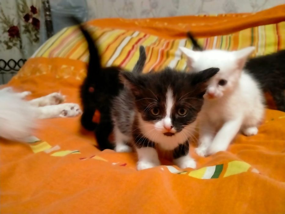 Отдам котят в добрые руки
