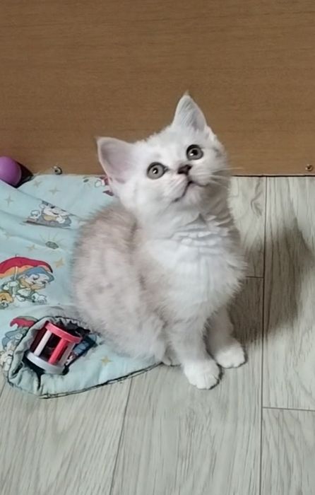 Скоттиш страйт. Мальчик.