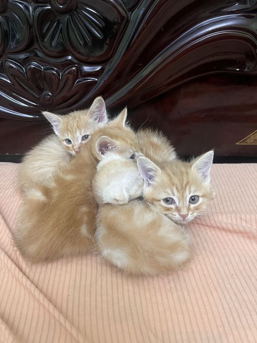 Умные котята домашние