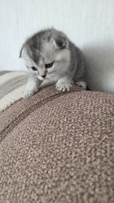Продам шотландских котят