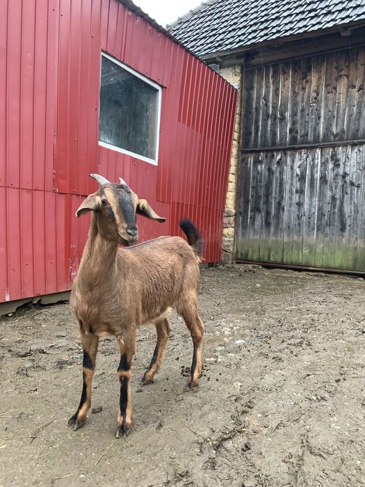 Vând un țap saanen și 2 capre