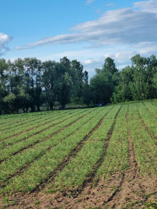 Usturoi românesc de primăvară